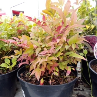 Nandina domácí