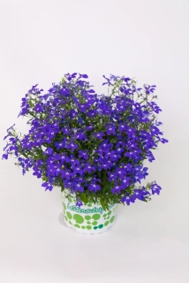 Lobelka HotPot Dark Blue