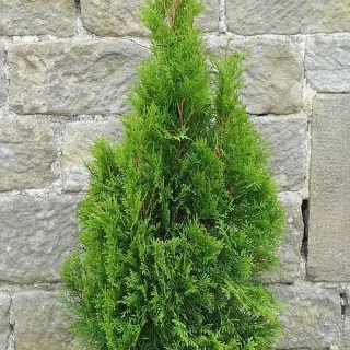 Zerav západní Smaragd - Tůje 90-120cm