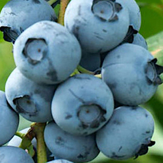 Borůvka kanadská Bluecrop