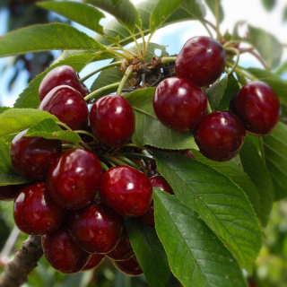 Třešeň samosprašná Lapins