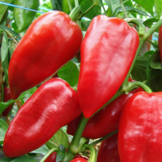 Paprika Rubinova