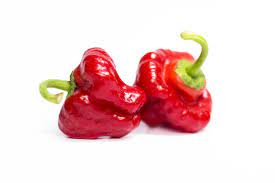 Paprika chilli Jamaican Rosso