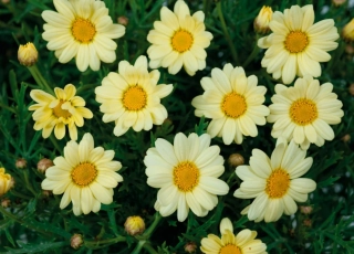 Kopretina pařížská - Lemon Pastel  