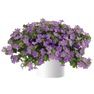 Bakopa Scopia Gulliver Comp. Purple 