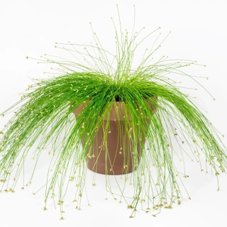 ISOLEPIS - Bezostenka svěšená 