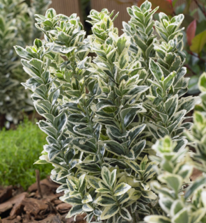 Brslen Japonský White Spire 2-3l