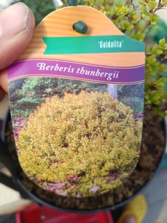 Berberis - Dřišťál Thunbergův Goldalita nebo Golden Devine