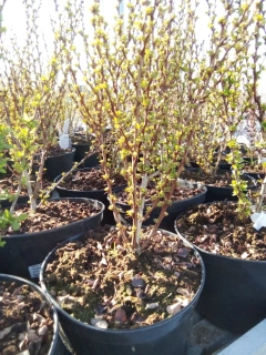 Berberis - Dřišťál Thunbergův Erecta