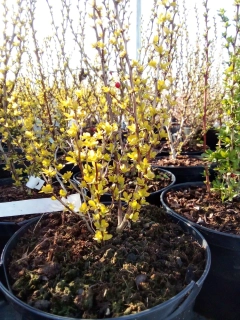 Berberis - Dřišťál Thunbergův Sunbeam
