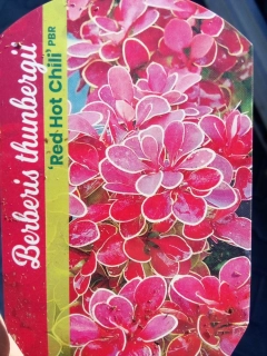 Berberis - Dřišťál Thunbergův Red Hot Chili