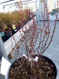 Berberis - Dřišťál Thunbergův Volcano