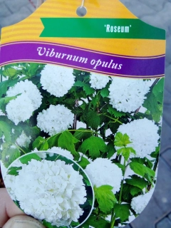 Kalina obecná 5l