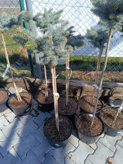 Smrk pichlavý na kmínku Glauca Globosa 7.5l