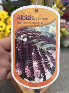 Albízie Summer Chocolate 2.1m