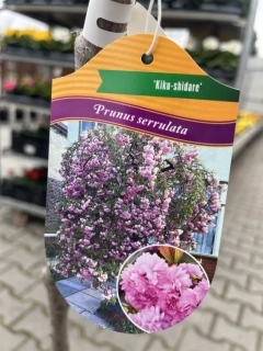 Třešeň pilovitá Kiku-Shidare 1.1m