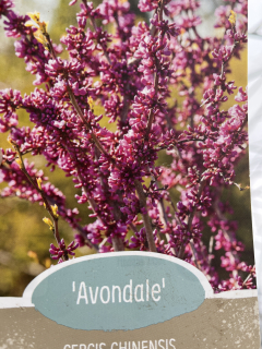 Zmarlika čínska Avondale
