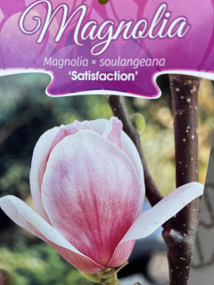 Magnolie Soulangeů