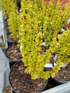 Berberis - Dřišťál Thunbergův Golden Rocket