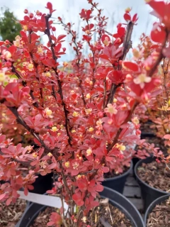 Berberis - Dřišťál Thunbergův Ruby Star